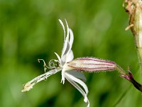 Silene nutans 42, Nachtsilene, Saxifraga-Sonja Bouwman  578. Nachtsilene - Silene nutans - Caryophyllaceae familie (i)