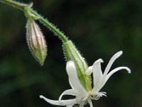 Silene nutans 7, Nachtsilene, Saxifraga-Ed Stikvoort