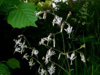 Silene nutans 8, Nachtsilene, Saxifraga-Ed Stikvoort