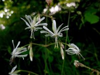 Silene nutans 9, Nachtsilene, Saxifraga-Ed Stikvoort