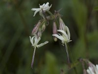 Silene nutans ssp nutans 1, Nachtsilene, Saxifraga-Willem van Kruijsbergen