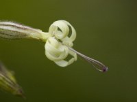 Silene nutans ssp nutans 3, Nachtsilene, Saxifraga-Jan van der Straaten