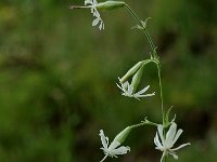 Silene nutans ssp nutans 4, Nachtsilene, Saxifraga-Marijke Verhagen