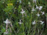 Silene nutans ssp nutans 5, Nachtsilene, Saxifraga-Willem van Kruijsbergen