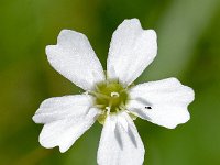 Silene pusilla 9, Saxifraga-Sonja Bouwman  Alpine catchfly - Silene pusilla - Caryophyllaceae familie; Croda Rossa (Moos, I)