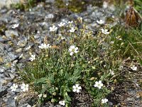 Silene rupestris 12, Saxifraga-Sonja Bouwman  Rock campion - Silene rupestris - Caryophyllaceae familie