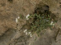 Silene rupestris 13, Saxifraga-Willem van Kruijsbergen