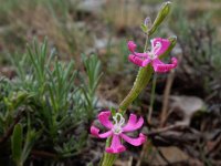 Silene scabriflora 15, Saxifraga-Ed Stikvoort