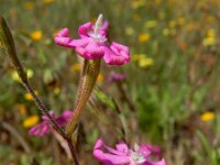 Silene scabriflora 17, Saxifraga-Ed Stikvoort