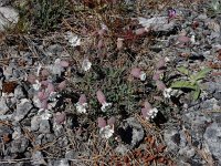 Silene uniflora ssp petraea 10, Saxifraga-Ed Stikvoort