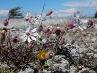 Silene uniflora ssp petraea 9, Saxifraga-Ed Stikvoort