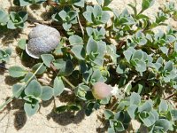 Silene uniflora ssp thorei 5, Saxifraga-Rutger Barendse