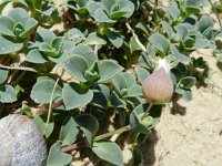 Silene uniflora ssp thorei 6, Saxifraga-Rutger Barendse