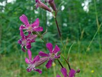 Silene viscaria 21, Rode pekanjer, Saxifraga-Hans Grotenhuis