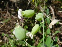 Silene vulgaris 39, Blaassilene, Saxifraga-Rutger Barendse