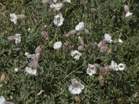 Silene vulgaris 42, Blaassilene, Saxifraga-Willem van Kruijsbergen