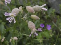 Silene vulgaris 43, Blaassilene, Saxifraga-Willem van Kruijsbergen