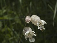 Silene vulgaris ssp vulgaris 5, Blaassilene, Saxifraga-Jan van der Straaten