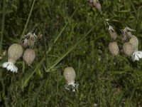 Silene vulgaris ssp vulgaris 6, Blaassilene, Saxifraga-Marijke Verhagen