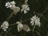 Silene vulgaris ssp vulgaris 8, Blaassilene, Saxifraga-Jan van der Straaten