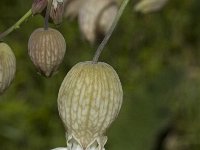 Silene vulgaris ssp vulgaris 9, Blaassilene, Saxifraga-Marijke Verhagen