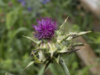 Silybum marianum 43, Mariadistel, Saxifraga-Willem van Kruijsbergen