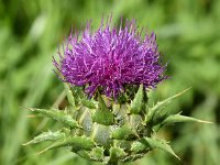 Silybum marianum 48, Mariadistel, Saxifraga-Sonja Bouwman  1021. Mariadistel - Silybum marianum - Asteraceae familie (zw) Utrecht