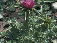 Silybum marianum 49, Saxifraga-Jan van der Straaten