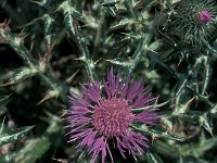 Silybum marianum 50, Saxifraga-Jan van der Straaten