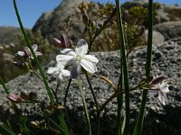Simethis mattiazzii 2, Saxifraga-Hans Grotenhuis