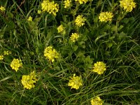 Sinapis arvensis,Field Mustard
