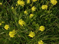 Sinapis arvensis 1, Herik, Saxifraga-Peter Meininger