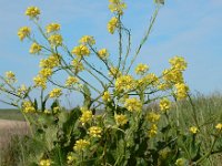 Sinapis arvensis 19, Herik, Saxifraga-Ed Stikvoort