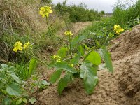 Sinapis arvensis 9, Herik, Saxifraga-Rutger Barendse