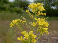 Sisymbrium loeselii 11, Spiesraket, Saxifraga-Ed Stikvoort