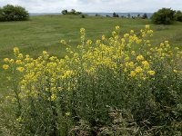 Sisymbrium loeselii 12, Spiesraket, Saxifraga-Ed Stikvoort