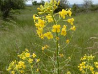 Sisymbrium loeselii 15, Spiesraket, Saxifraga-Ed Stikvoort