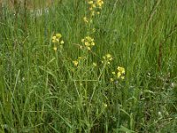 Sisymbrium loeselii 17, Spiesraket, Saxifraga-Ed Stikvoort