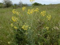 Sisymbrium loeselii 19, Spiesraket, Saxifraga-Ed Stikvoort