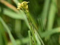 Sisymbrium officinale 17, Gewone raket, Saxifraga-Sonja Bouwman