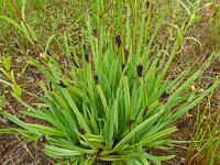 Sisyrinchium californica 12, Gele bieslelie, Saxifraga-Hans Grotenhuis