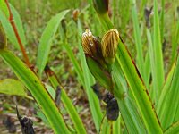 Sisyrinchium californica 13, Gele bieslelie, Saxifraga-Hans Grotenhuis