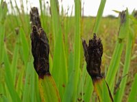 Sisyrinchium californica 15, Gele bieslelie, Saxifraga-Hans Grotenhuis