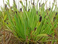 Sisyrinchium californica 17, Gele bieslelie, Saxifraga-Hans Grotenhuis