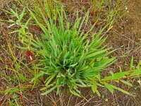 Sisyrinchium californica 18, Gele bieslelie, Saxifraga-Hans Grotenhuis