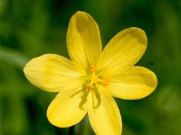 Sisyrinchium californicum 9, Gele bieslelie, Saxifraga-Sonja Bouwman