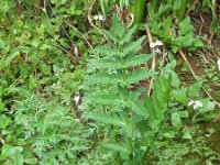Sium latifolium 7, Grote watereppe, Saxifraga-Rutger Barendse