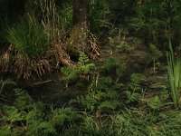 Sium latifolium 9, Grote watereppe, Saxifraga-Hans Boll