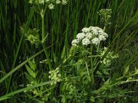 Sium latifolium 1, Grote watereppe, Saxifraga-Rutger Barendse