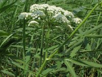 Sium latifolium 2, Grote watereppe, Saxifraga-Rutger Barendse